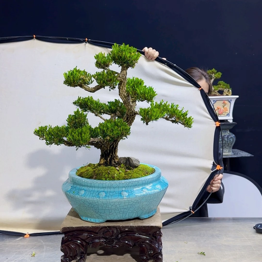 高端黄杨盆景艺术