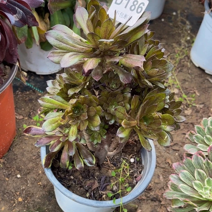 186灰豆多肉法师不包断枝