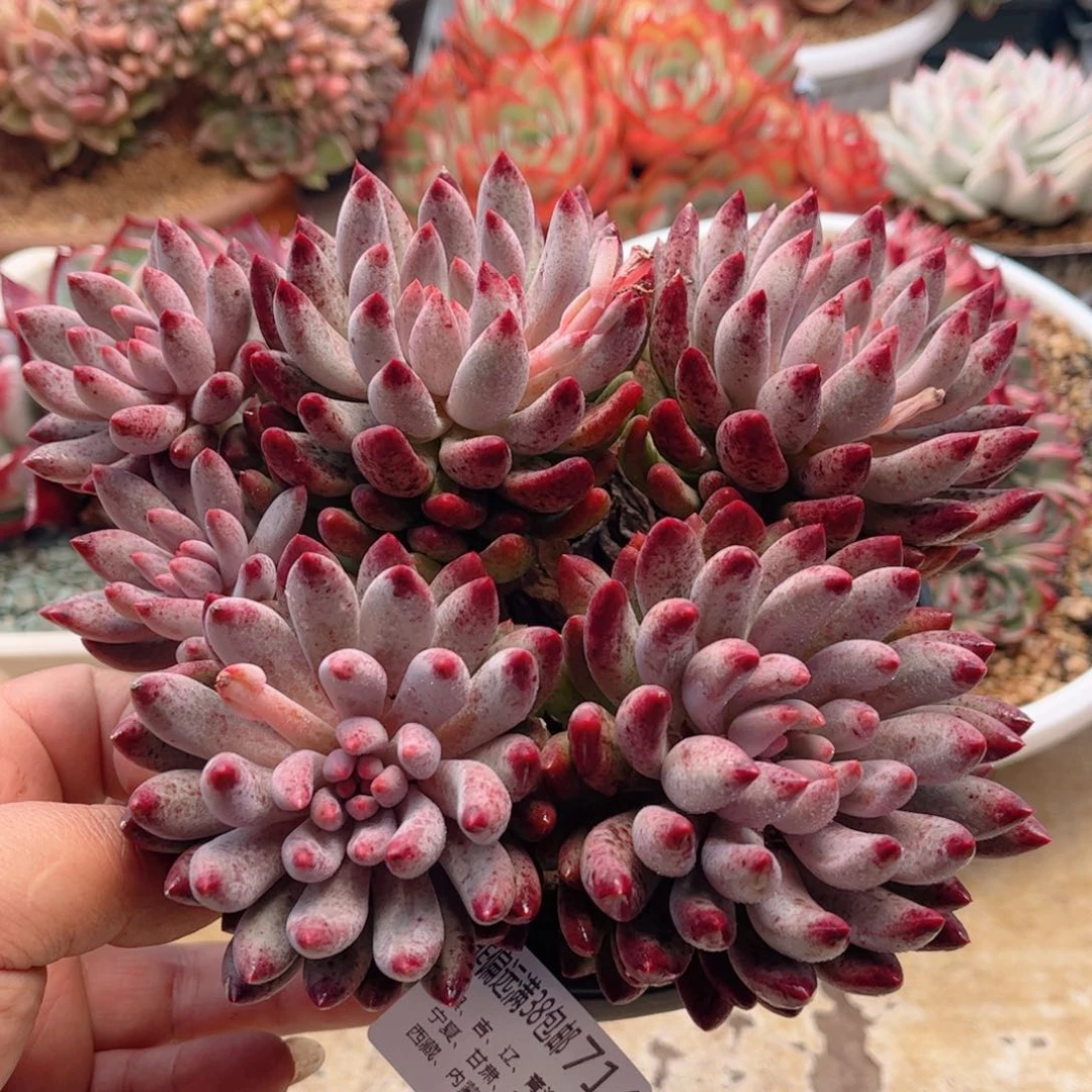 714流沙虞美人德华多肉