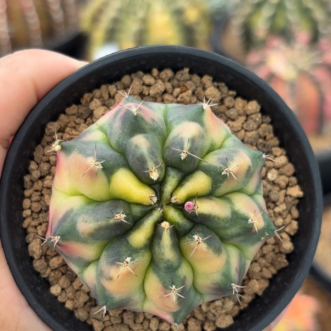 泰系米哈仙人球302