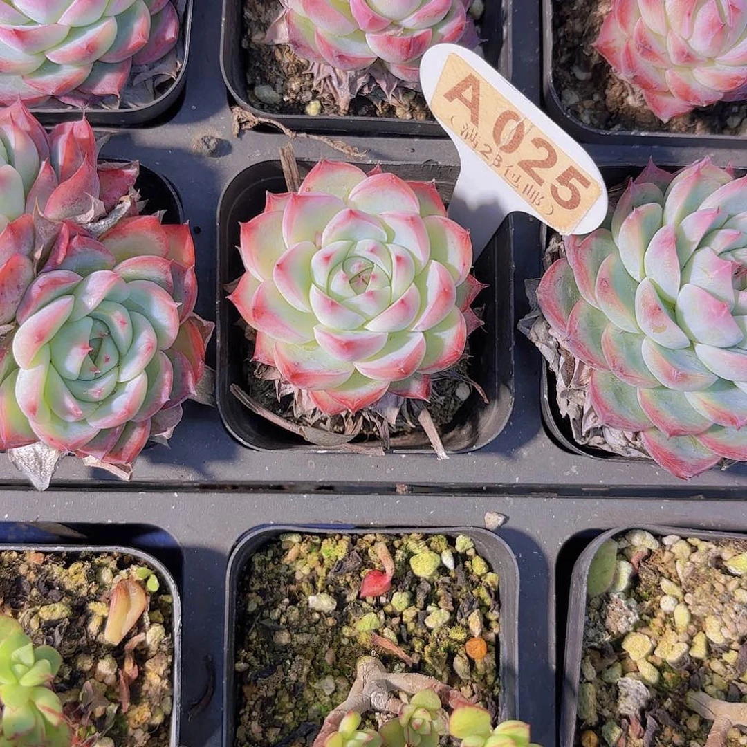 A025粉水晶一物一拍
