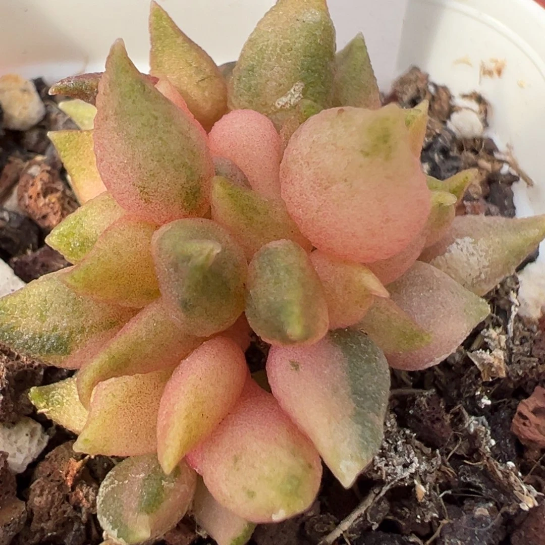 小辣椒锦多头纯木质桩多肉植物