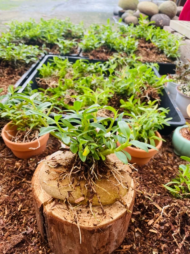 小曲茎石斛花卉石斛兰荔枝盆景室内外可石头盆栽石斛兰盆栽