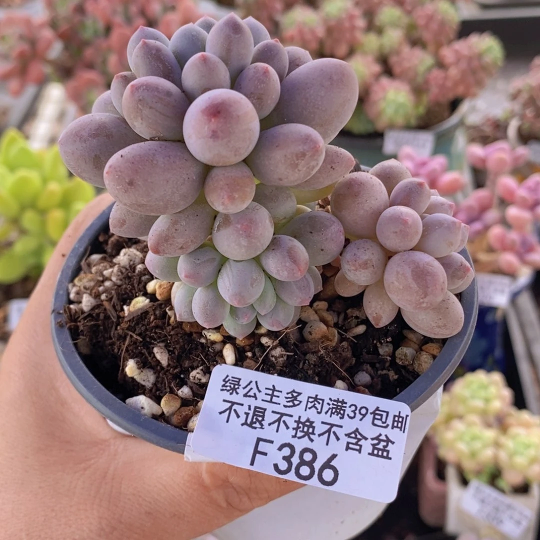 手指奶6cm386多肉植物