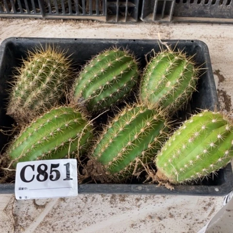 种子苗毛花柱c 851