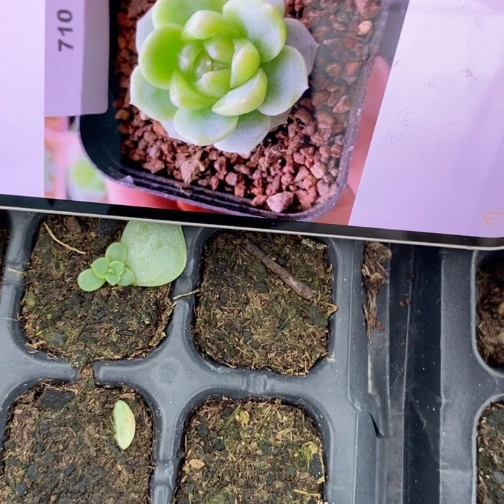 甜心710芽苗一个多肉