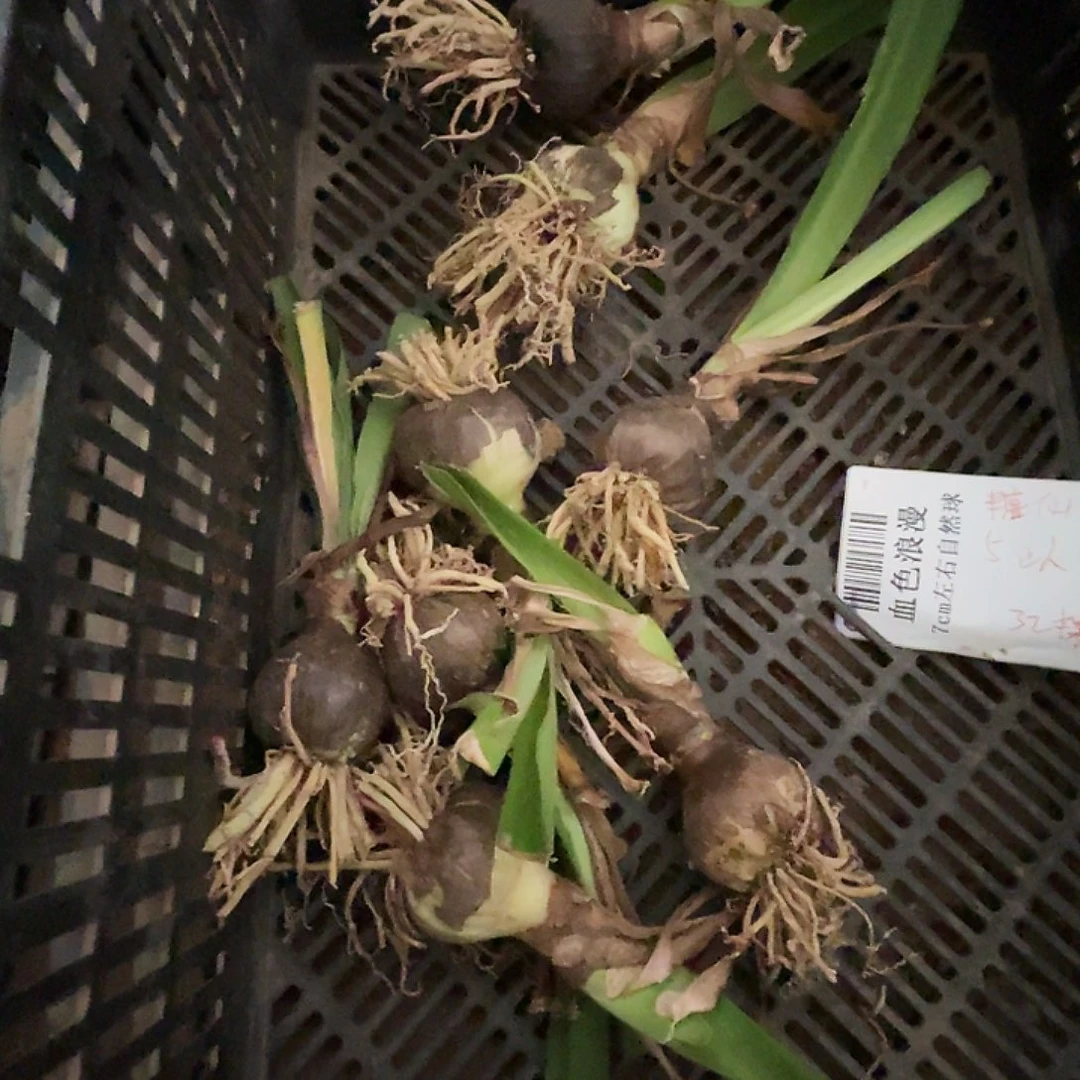 糖果仙女5厘米左右自然球一个