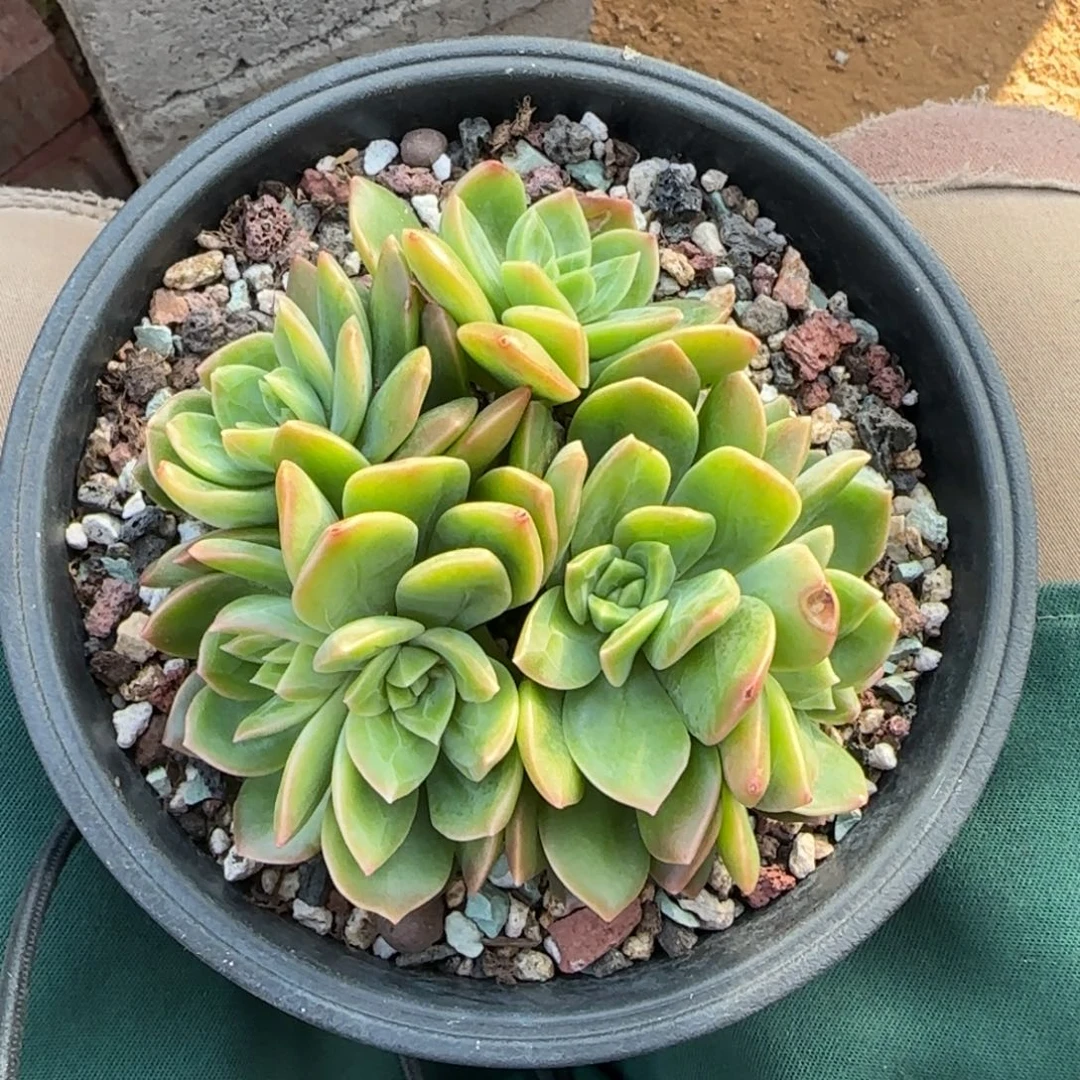 翠鸟群生五十包邮