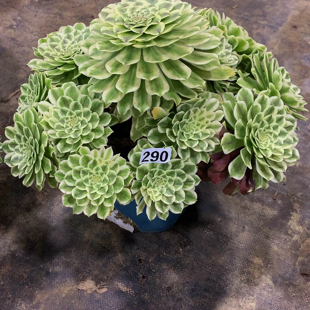 佳*多肉碧浪290.000000