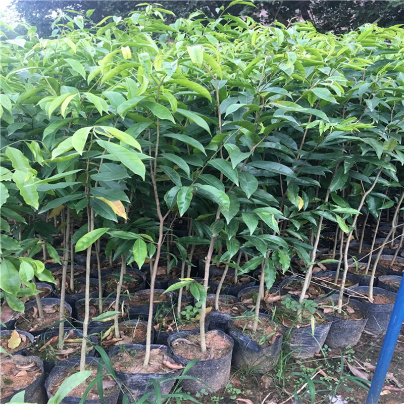 正宗原生绿奇楠沉香树苗实生苗盆栽绿植名贵木结香好流油棋楠苗