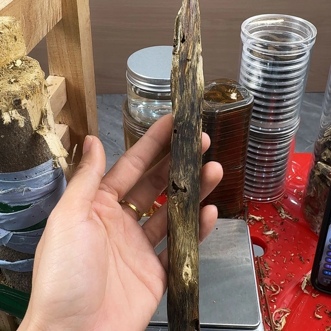 香料绿奇楠虫漏紫棋25克