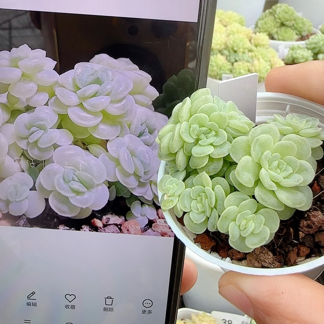 【闪购商品】0924-43（棉花卷）