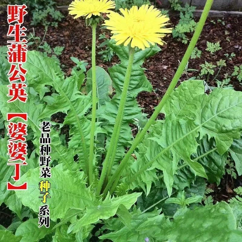 西藏新疆包邮新蒲公英种子野生婆婆丁籽蒲公英籽四季盆栽可食用蔬