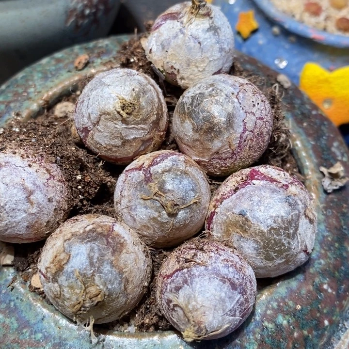 大灯泡一颗大灯泡