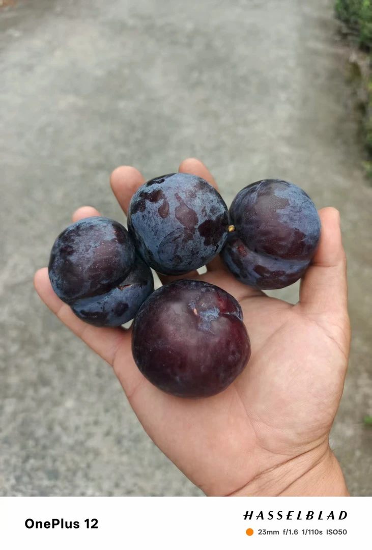 黑布林李子当季新鲜水果香甜多汁现摘现发软硬两吃包邮