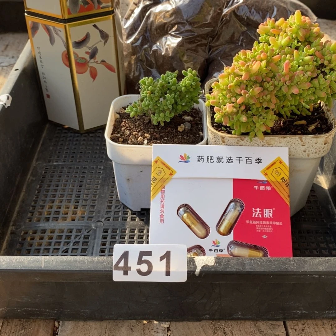 枝干番杏多肉植物451