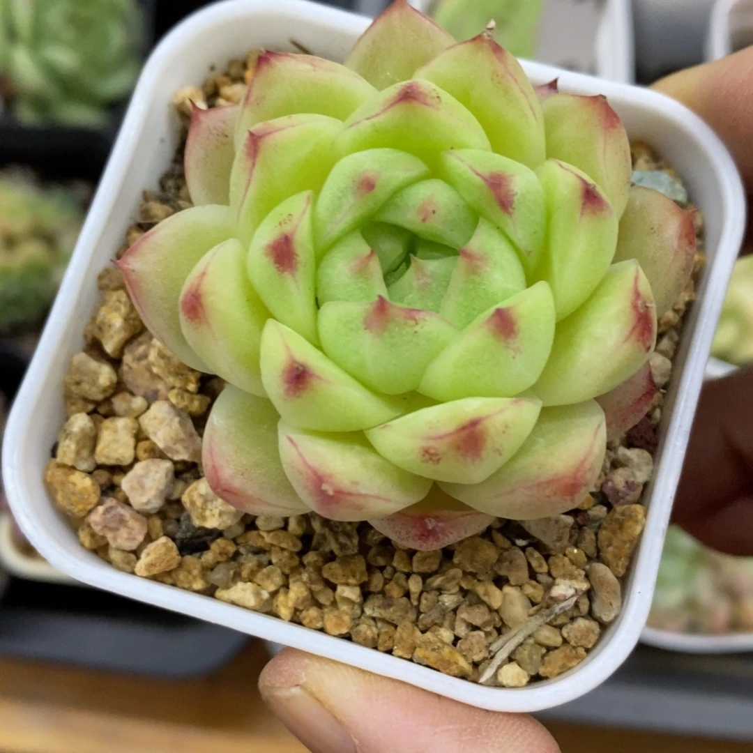精品多肉一物一拍不包整269