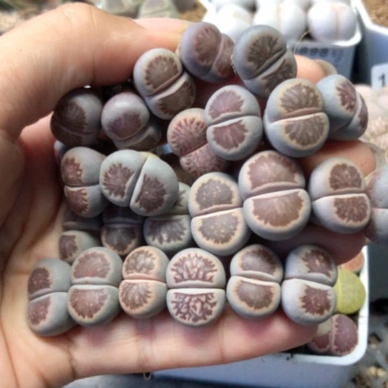 1979，老皮微瑕1.5-1.8厘米25棵菊