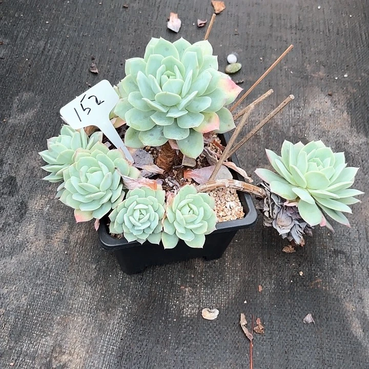 红***叶多肉植物，恋曲152号