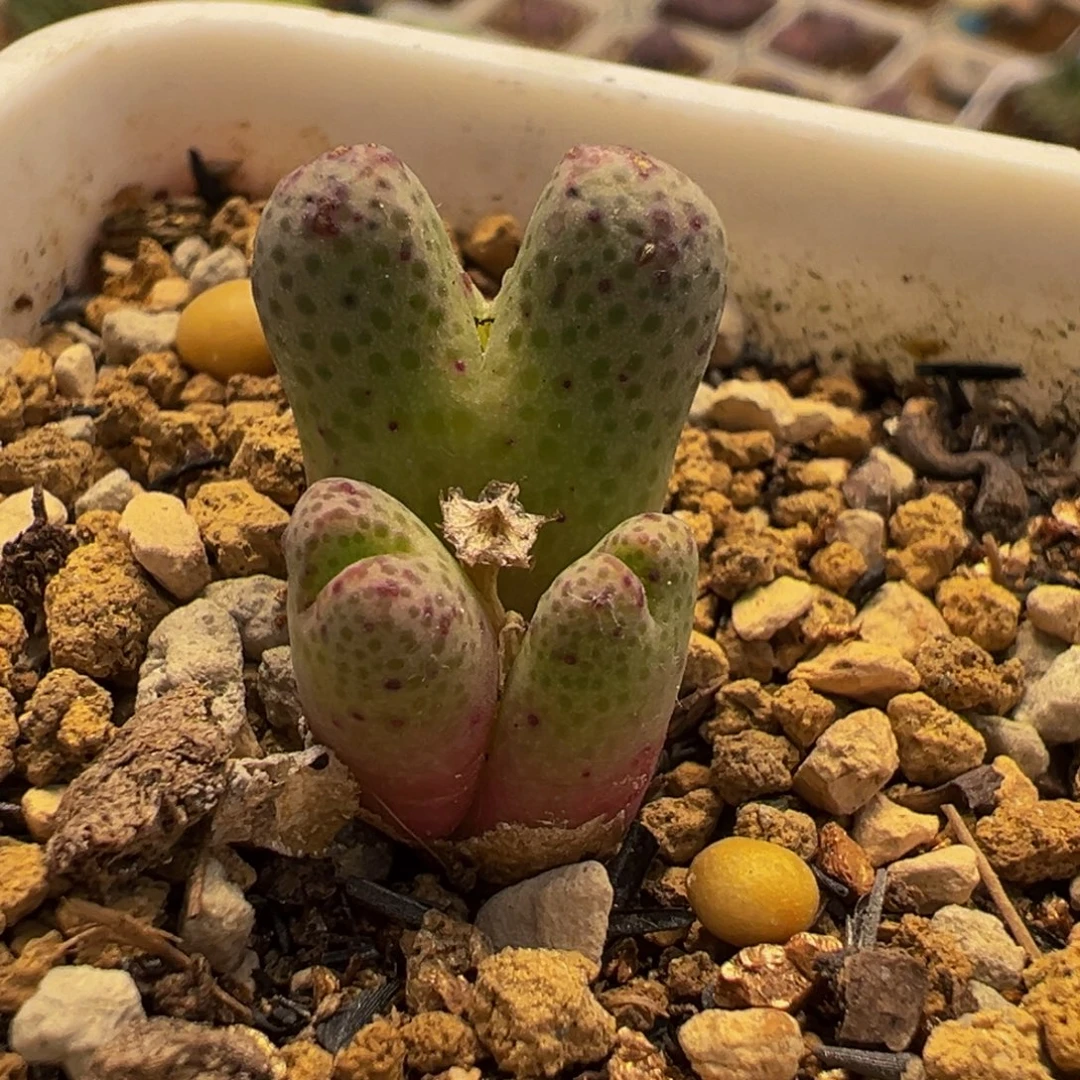 955D斑马多肉植物盆栽花卉