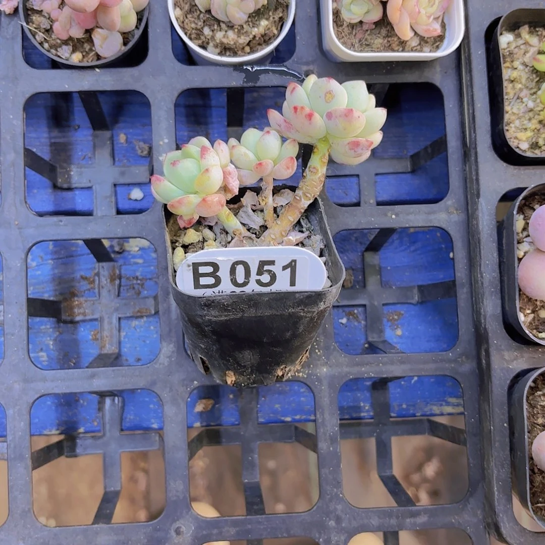 B051香草一物一拍