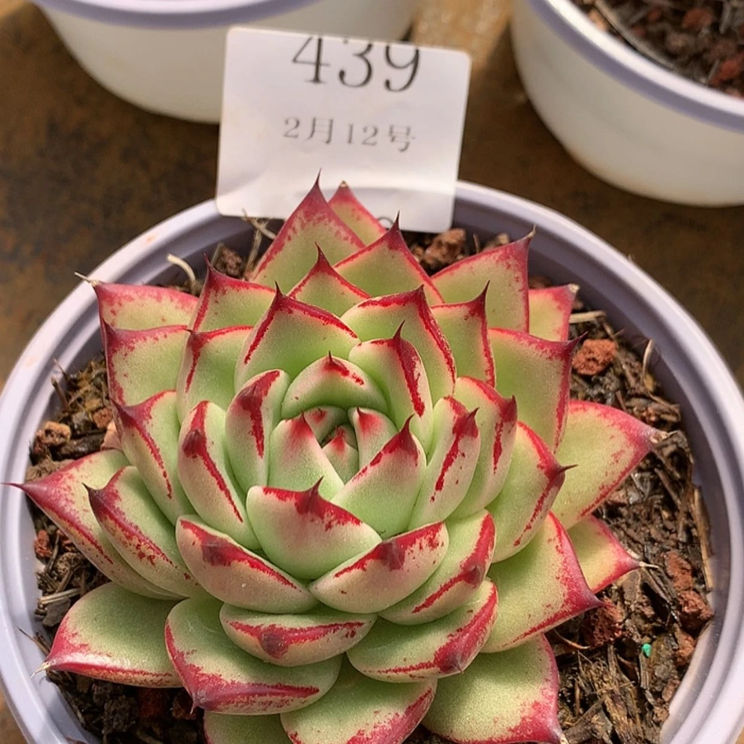 【闪购商品】云439号红檀