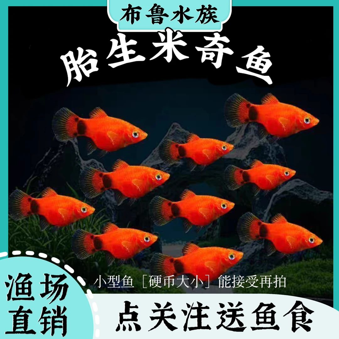 米奇胎生鱼小型热带淡水观赏鱼好养耐活适合新手1