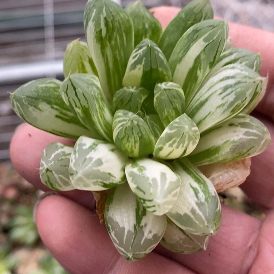 米***S561 一颗新粉福利。