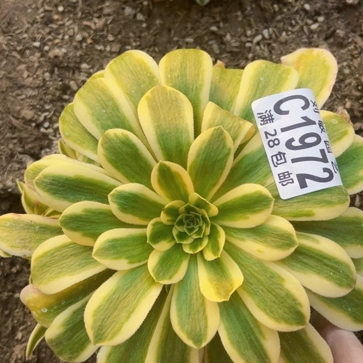 辛尼亚多肉植物法师1972