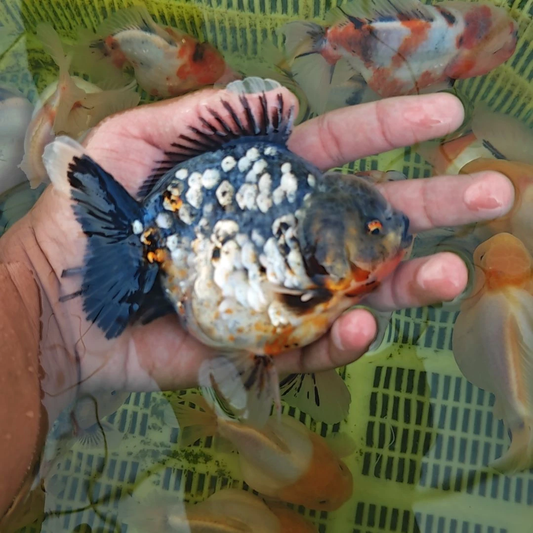 白麒麟将军泰狮金鱼