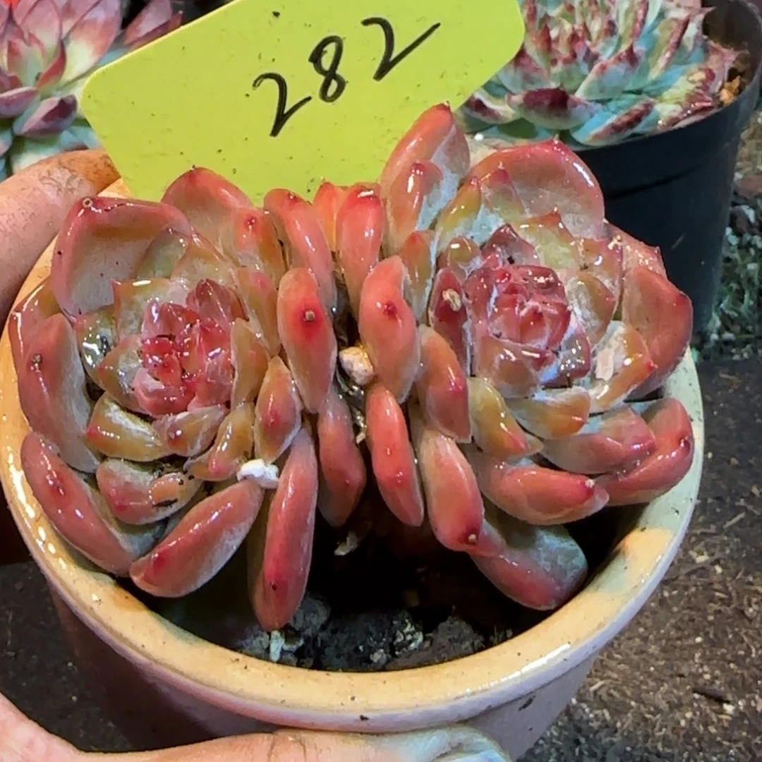 珍妮282一物一拍包装收缩花旱