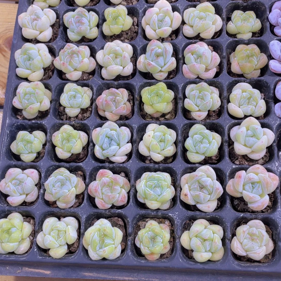 138号 绿透珍妮糖心冰玉杂七个
