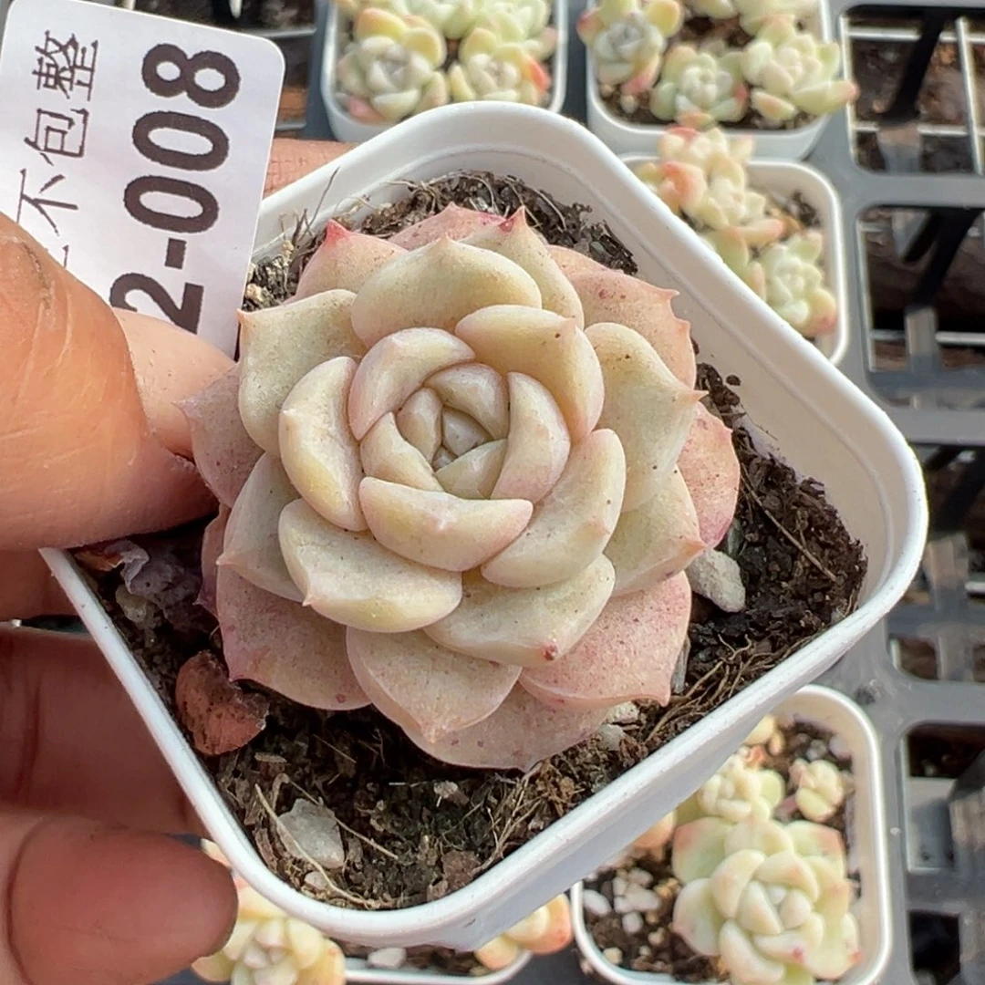 小卡拉米糖心一物一拍2-8