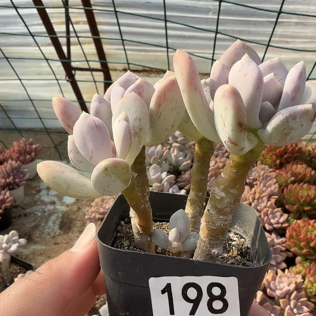 198八公分稻田姬满20包邮