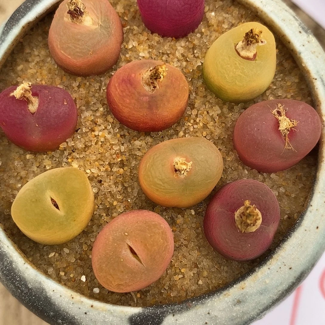 2386彩蟠桃一组。