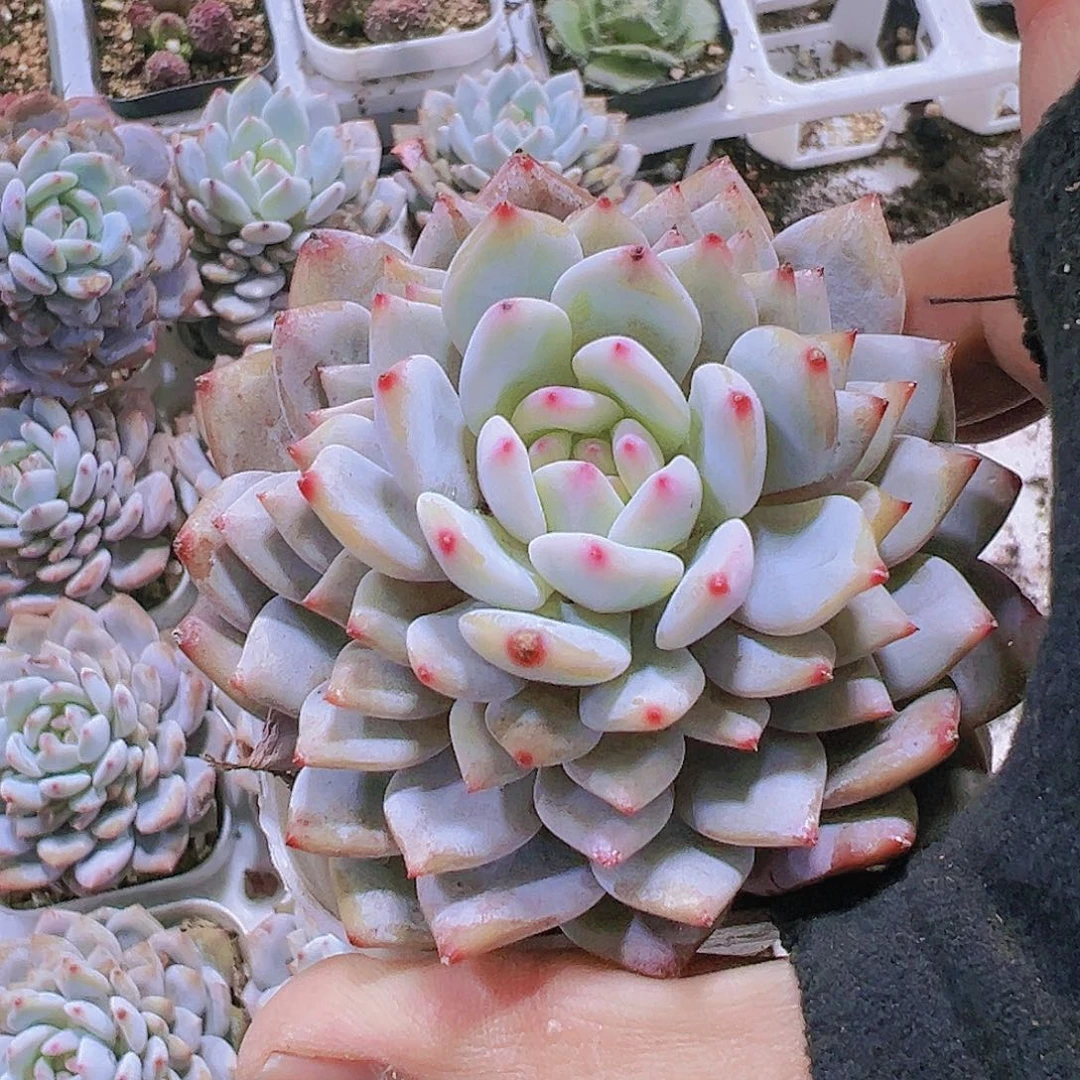 大星星橙19包邮多肉