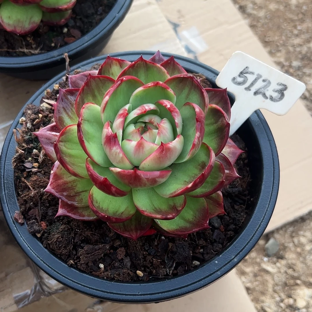 素***颜惊鸿仙子一物一拍5123号