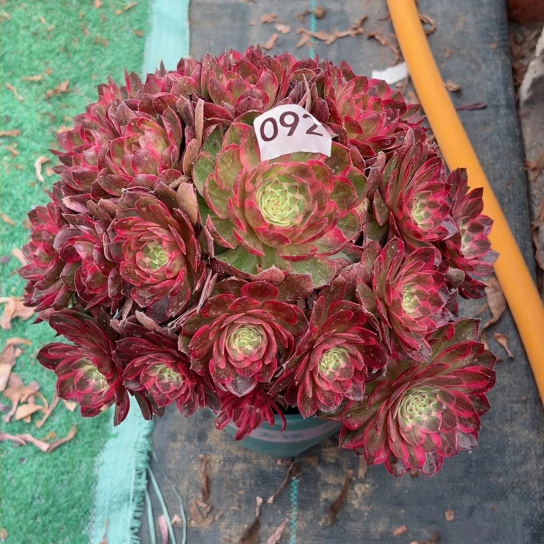 92莲花座法师多肉植物