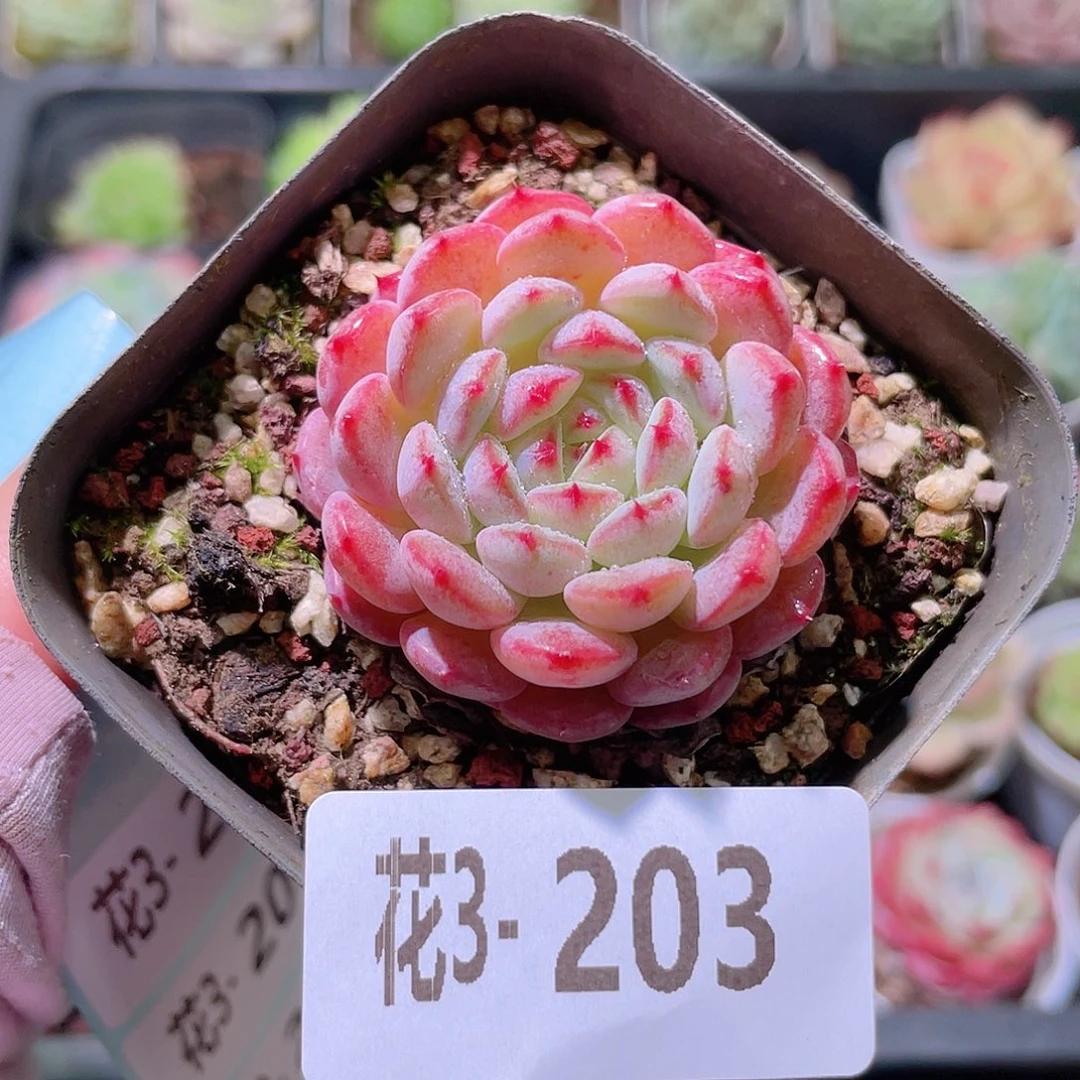 花利美3-203哈尼单头