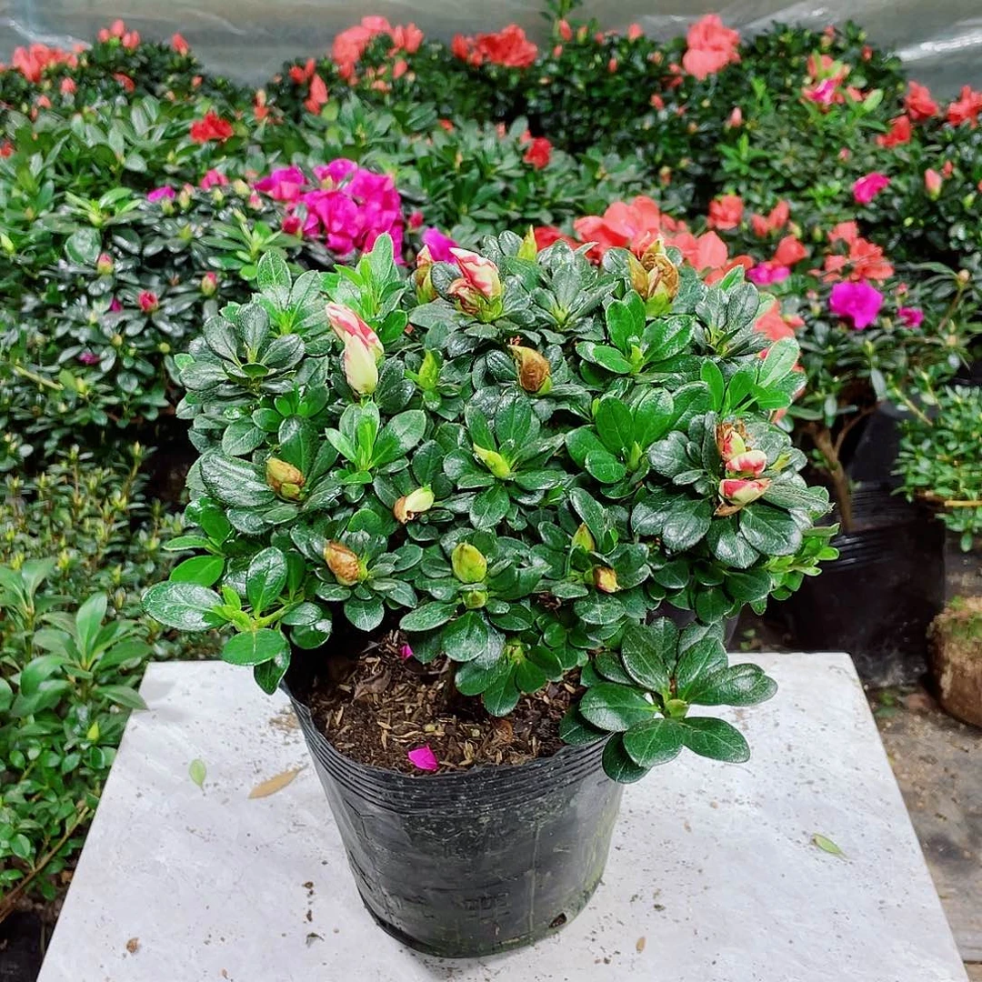 剪***）完全开放彩钻杜鹃