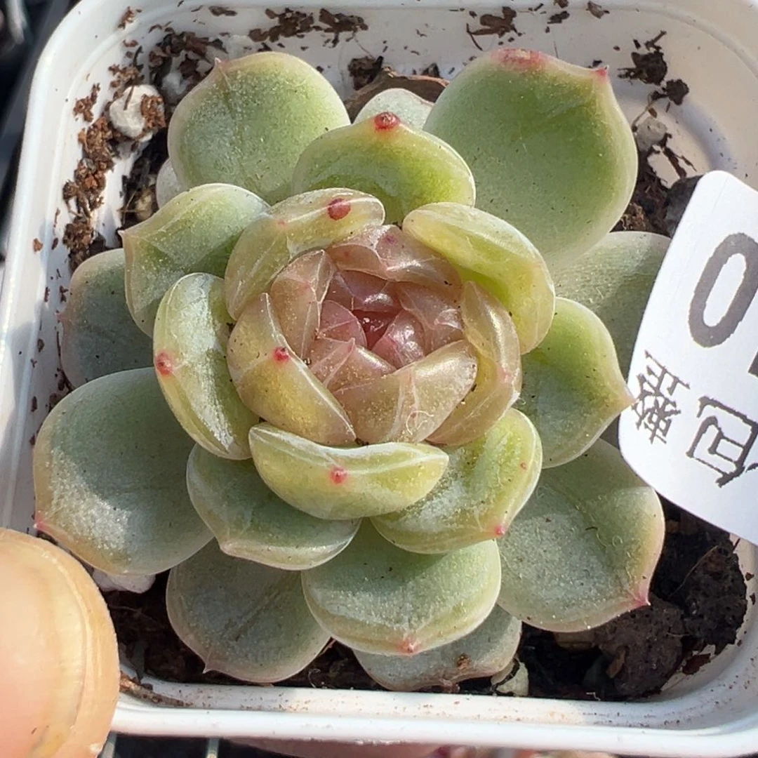 小卡拉米糖心一物一拍29-10