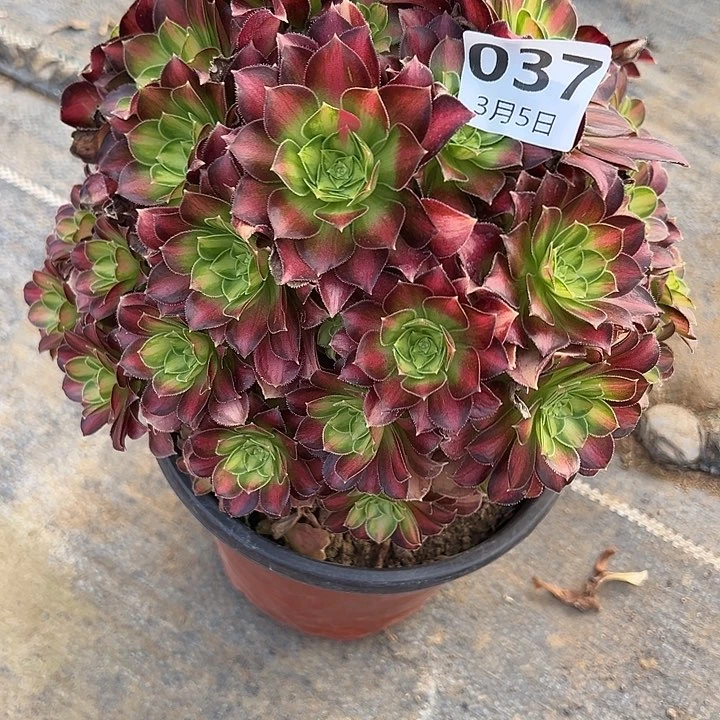 3.5-37韶华多肉植物