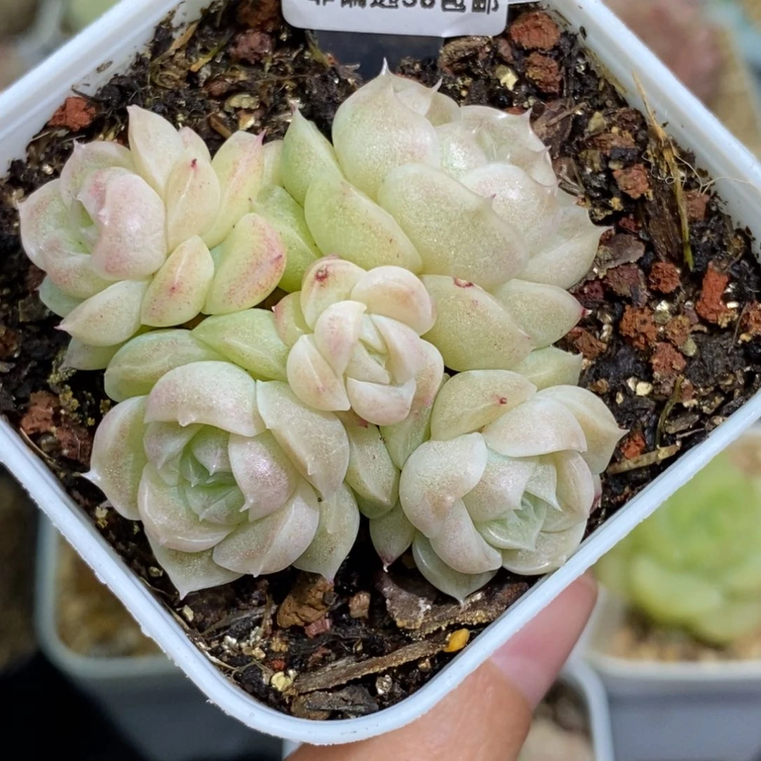 387东篱下多肉植物盆栽