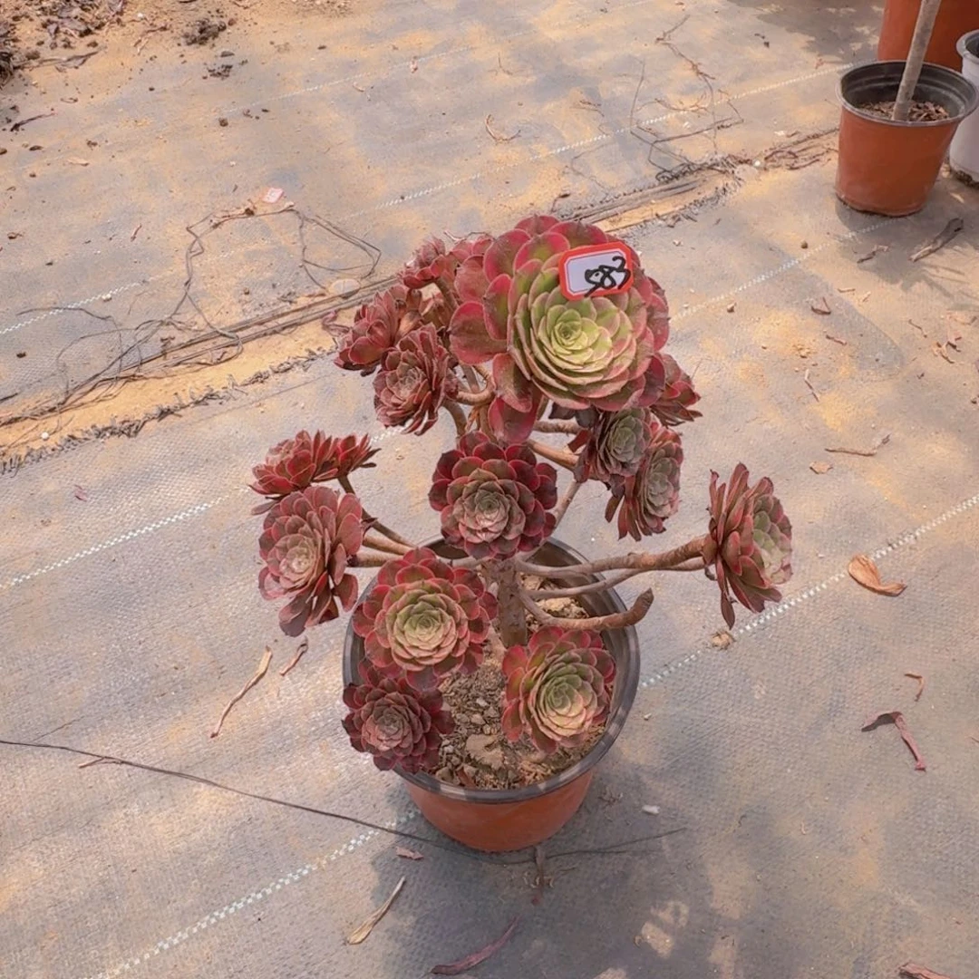 有瑕疵凌波仙子583法师多肉