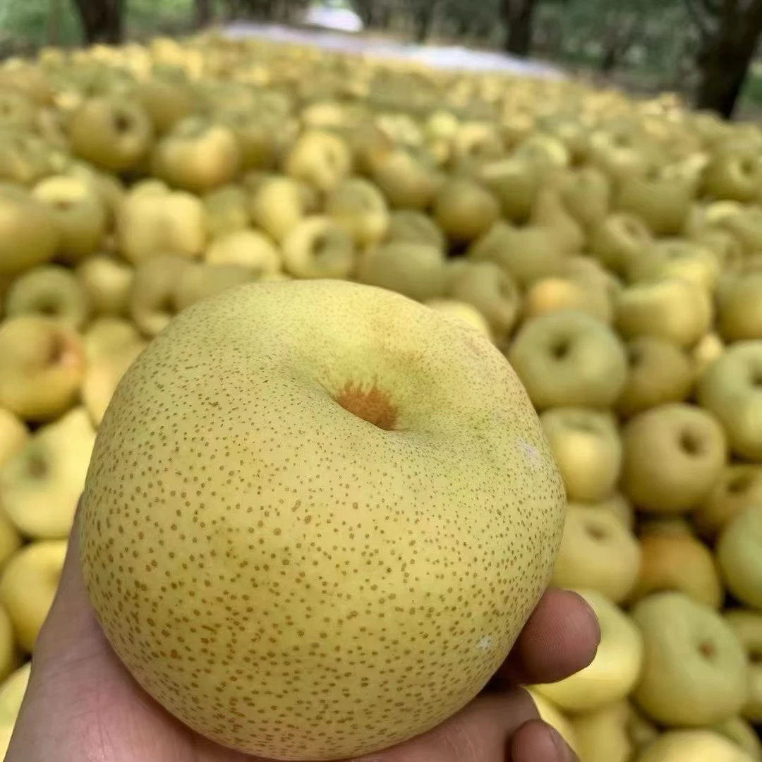 【正宗砀山酥梨】百年老树皮薄多汁脆甜无渣新鲜采摘应季水果砀山梨