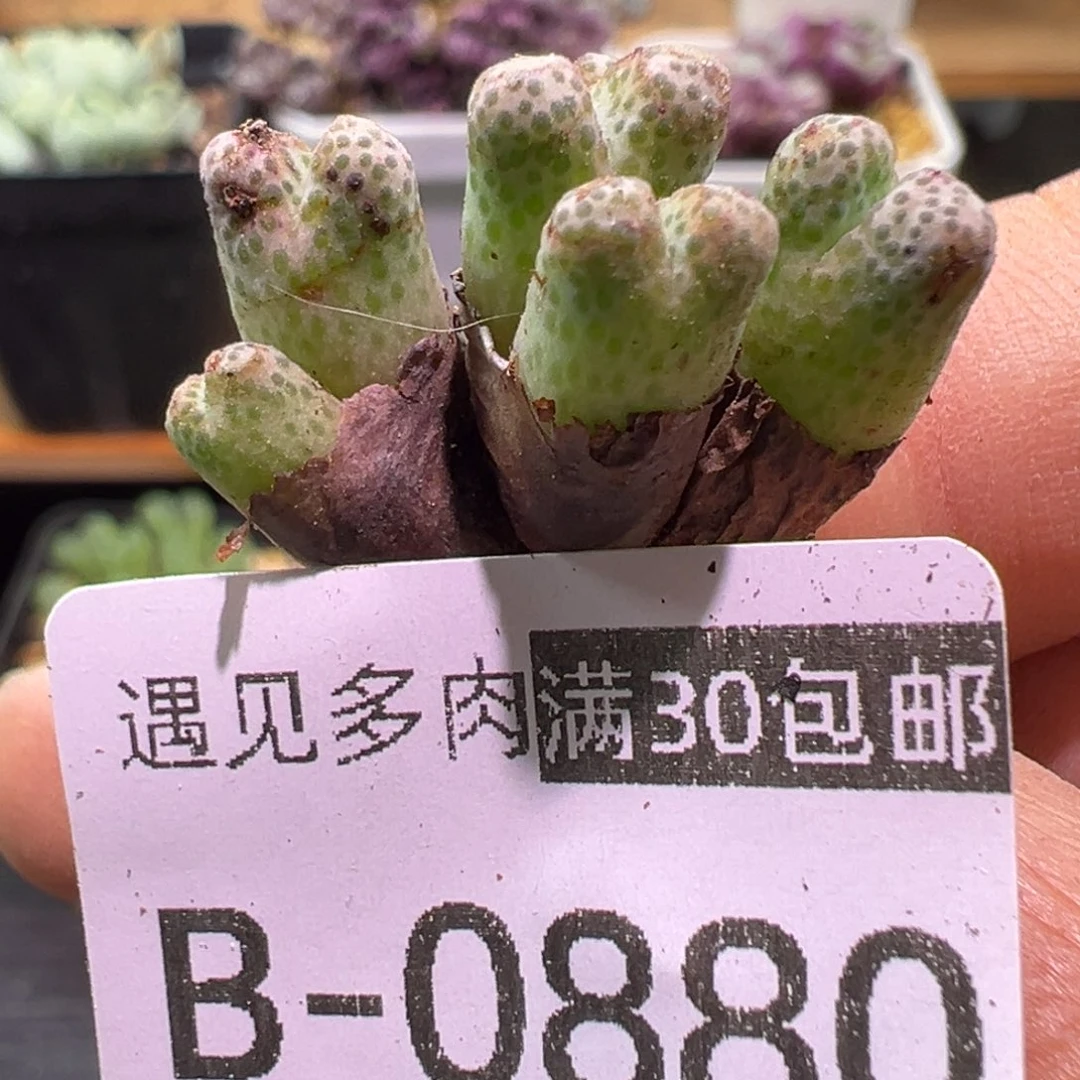 多肉植物111111111111