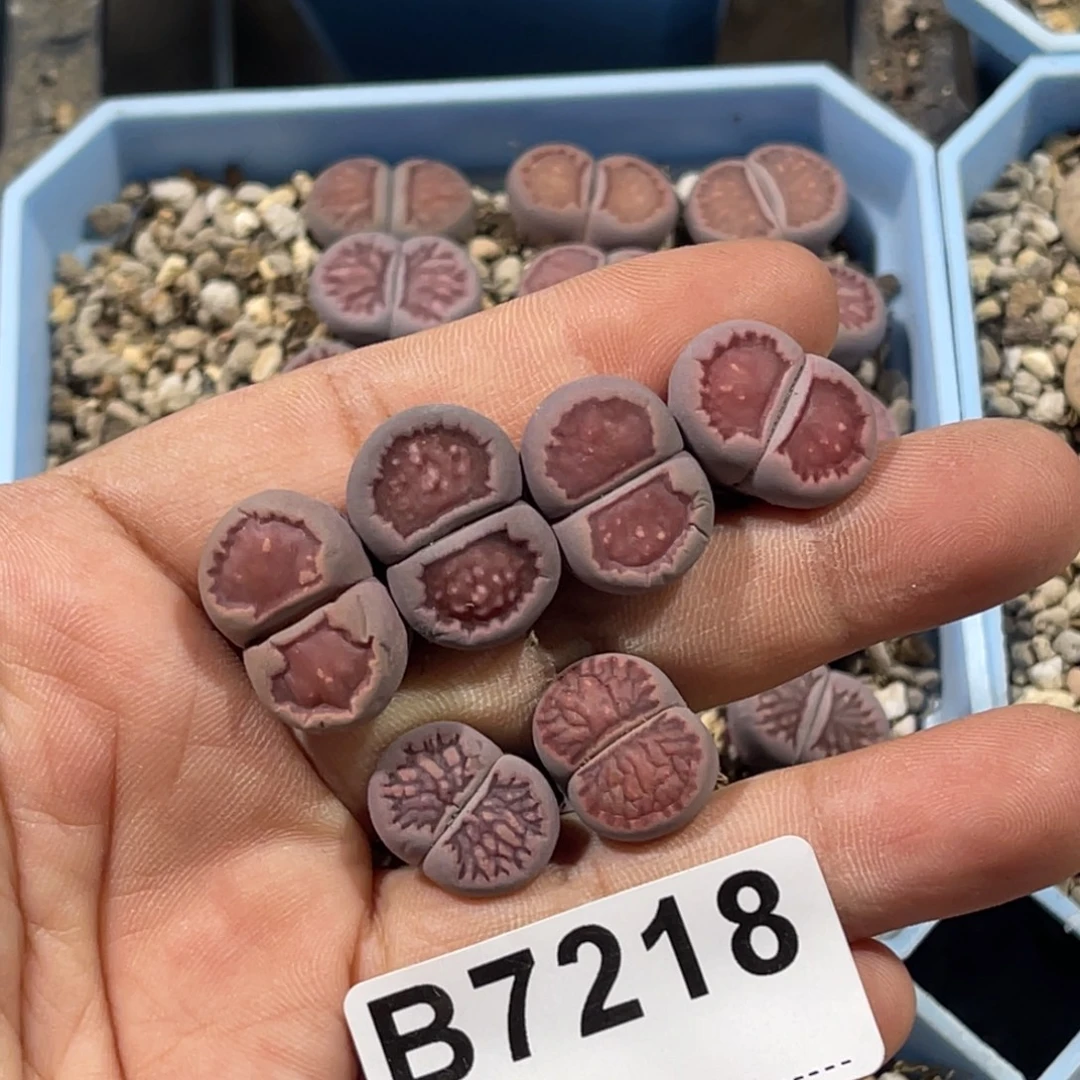 锦***棠7218紫菊6颗专拍的