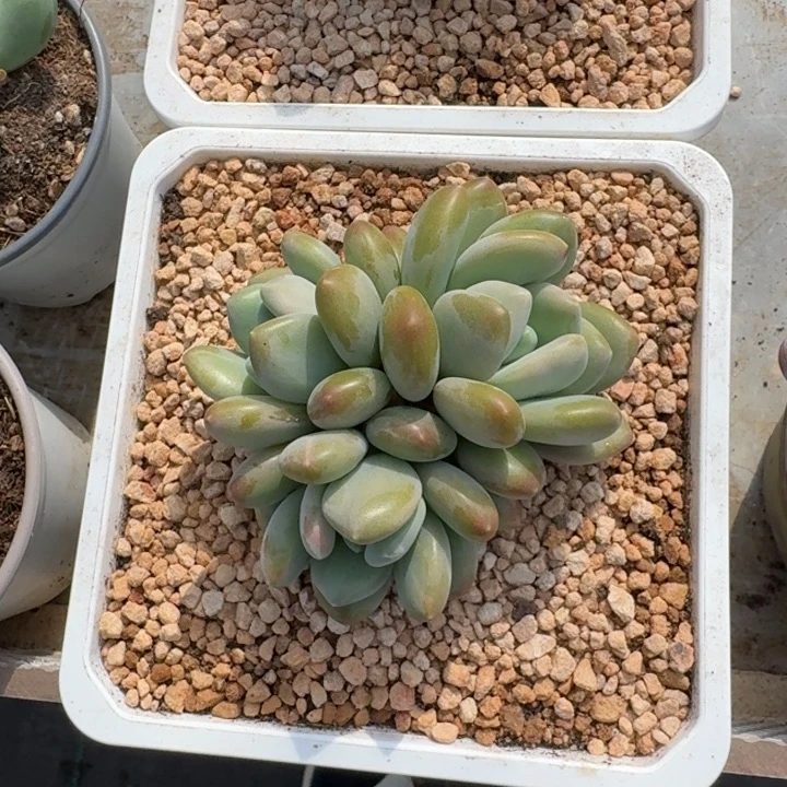 奶龙 3头一物一拍