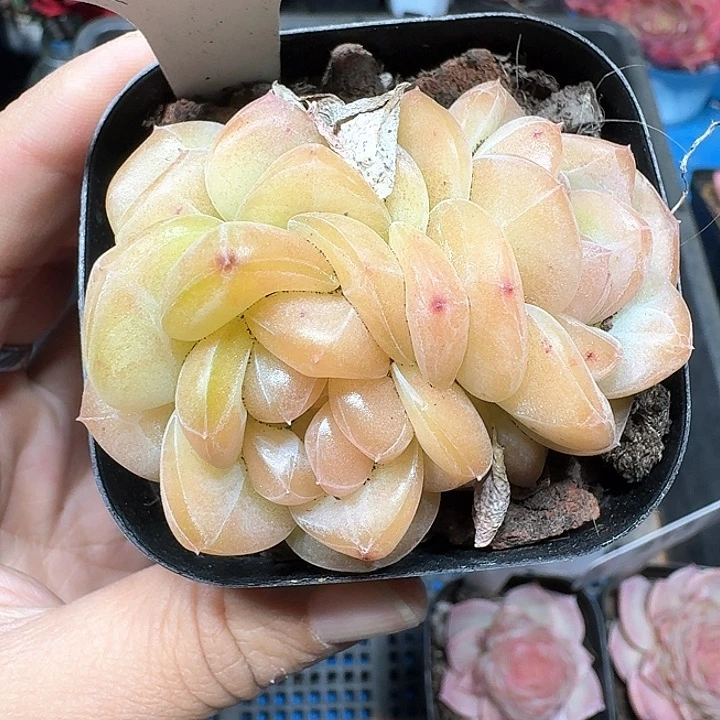 雪芙蓉珍呢多肉植物019