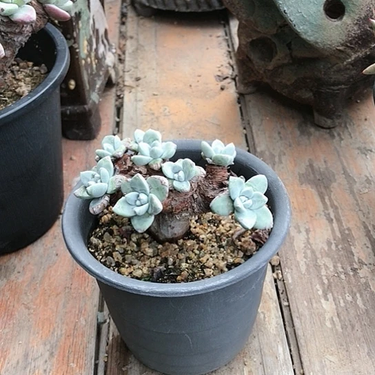 韩货苹果叶仙女棒杯